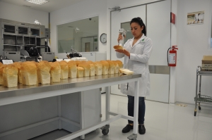 Anayeli Morales, del CIMMYT, analizando el color y la calidad de la miga de pan tras la prueba de panificación en laboratorio