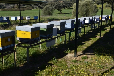 Colmenas del Campus de Rabanales en las que se realizó el ensayo