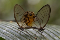 Mariposas aparendose