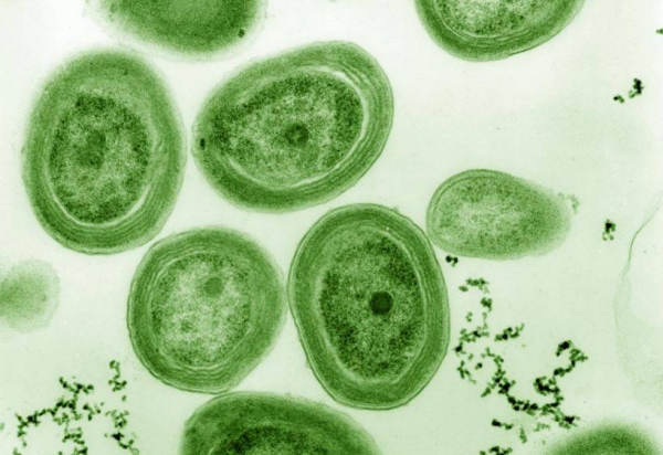 Cianobacterias marinos del género Prochlorococcus. / Chisholm Lab